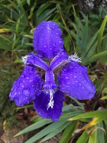 Blue Walking Iris (Neomarchia caerulea)