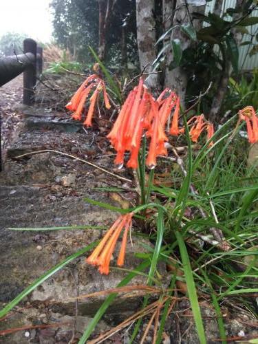 Orange Ifafa Lily (Cyrtanthus mackenii)