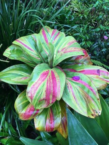 Cordyline variety ?