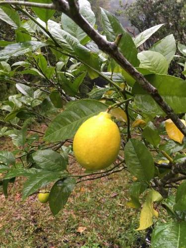 Lemon Tree in fruit