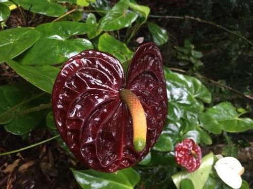 Anthurium variety