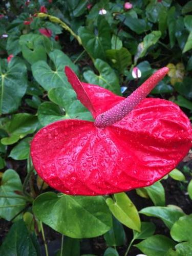 Red Anthurium