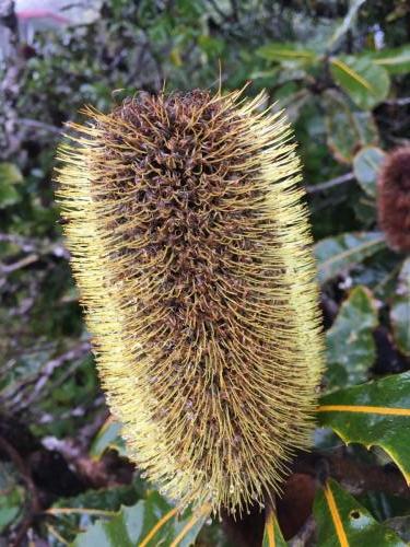 Banksia sp