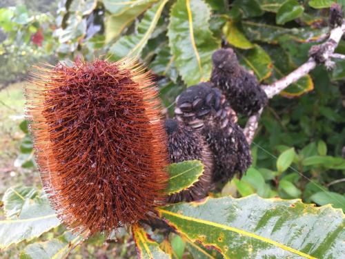 Banksia sp