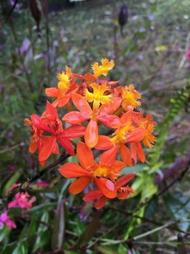 Orange Crucifix orchid (Epidendrum ibaguense)