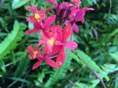 Red Crucifix orchid (Epidendrum ibaguense)