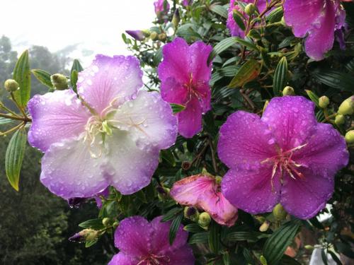 Tibouchina mutabilis