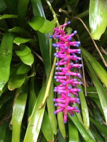 Bromeliad (Aechmea gamosepala)