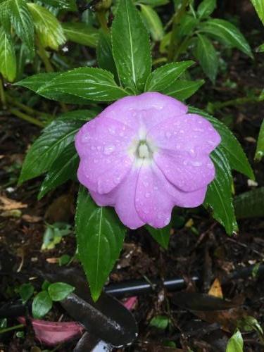 New Guinea impatiens (Mauve)