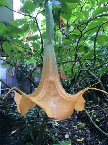 Brugmansia "Golden Lion"