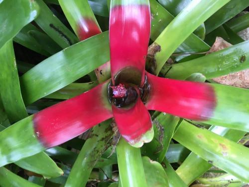 Bromeliad (Neoregelia compacta)