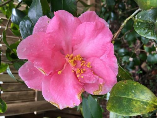 Pink Camelia