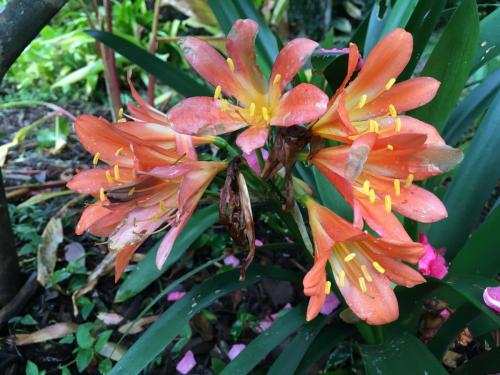 Clivia  (Belgian Hybrid)