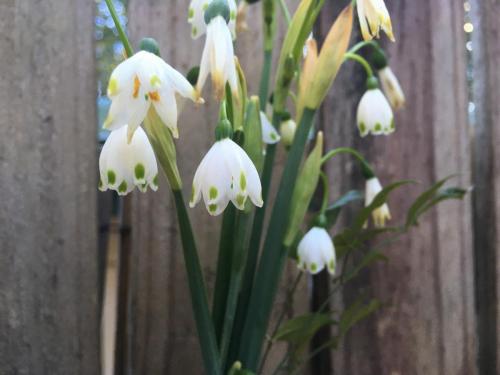 Snowflakes (Leucojum cf vernum)