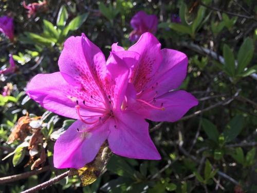 Azalea variety