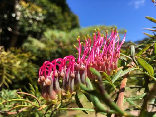 Grevillea Burgundy Blaze (Grevillea caleyi x bronze rambler)