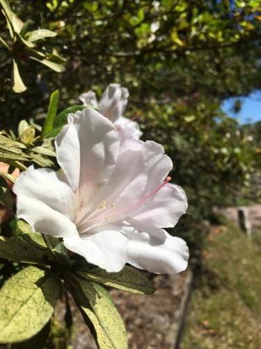 Azalea - white variety