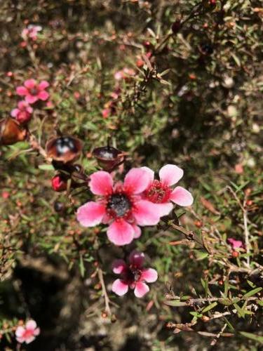 Tea Tree (Leptospermum scoparium) pink variety