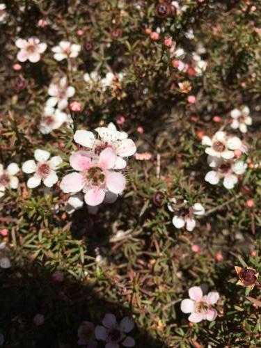 Tea Tree (Leptospermum scoparium) white variety