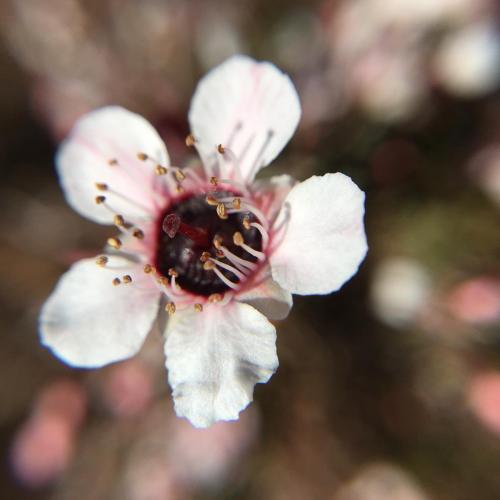 Tea Tree (Leptospermum scoparium) white variety