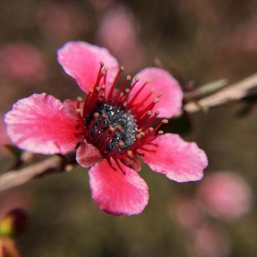 Tea Tree (Leptospermum scoparium) pink variety