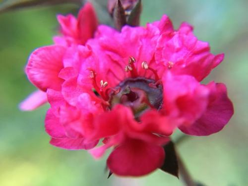 Tea Tree (Leptospermum scoparium) red variety