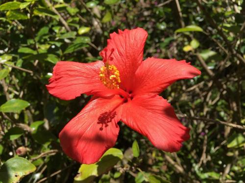 Hibiscus