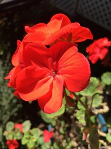 Red Geranium