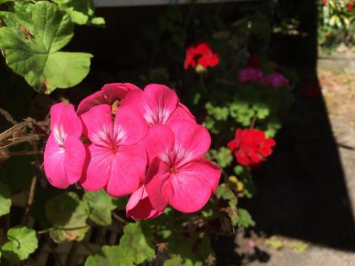 Red Geranium 