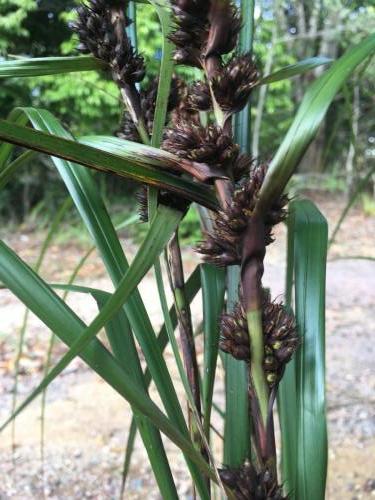 Red-fruited saw-sedge (Gahnia aspera)