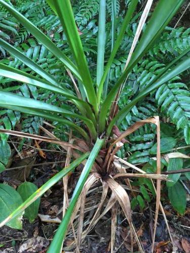 Small-seeded saw-sedge (Gahnia seiberiana)