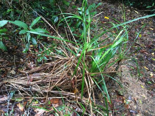 Small-seeded saw-sedge (Gahnia seiberiana)