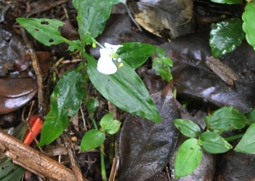 Native Wandering Jew (Aneilema acuminatum)