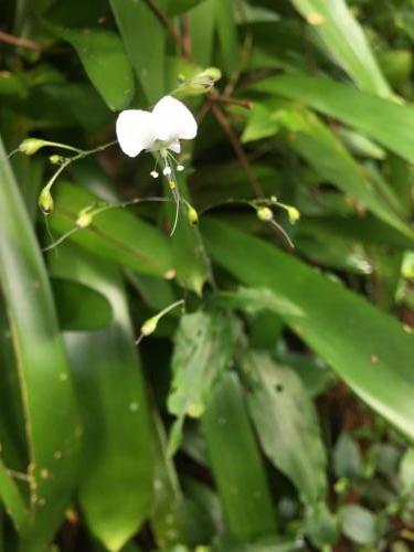 Native Wandering Jew (Aneilema acuminatum)