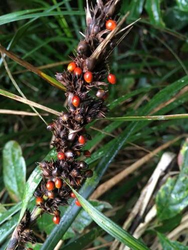 Red-fruited saw-sedge (Gahnia aspera)