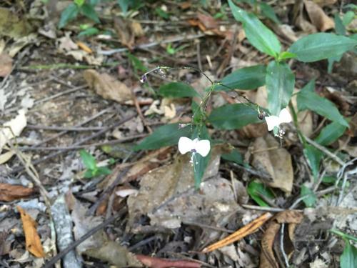 Pointed Aneilema (Aneilema acuminatum)