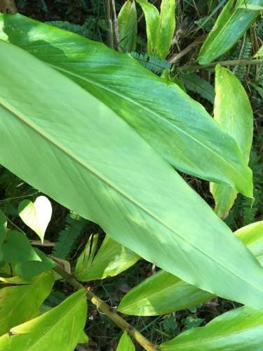 Pleated Ginger (Alpinia arcticfolia)