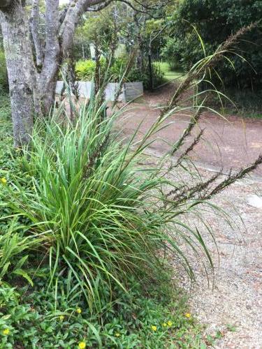 Small-seeded Saw-sedge (Gahnia seiberiana)