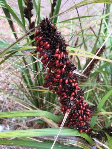 Red-fruited Saw-sedge (Gahnia aspera)