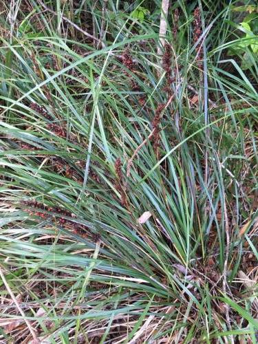 Red-fruited Saw-sedge (Gahnia aspera)