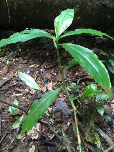 Polia (Pollia macrophylla)