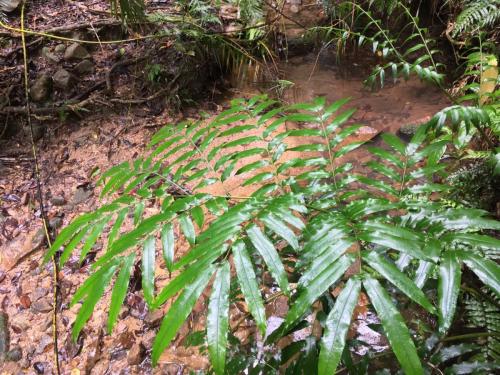 King Fern (Angiopteris evecta) frond