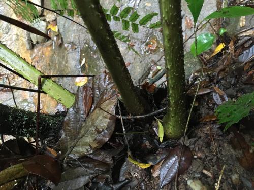 King Fern (Angiopteris evecta) frond base