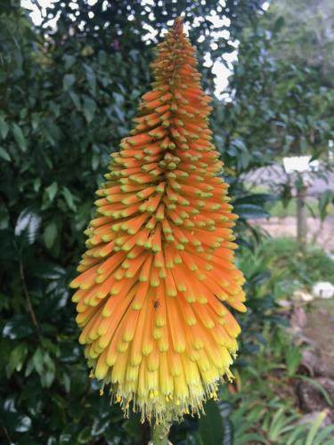 Kniphofia variety 1