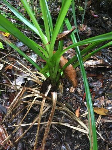 Rough Saw Sedge (Gahnia aspera)