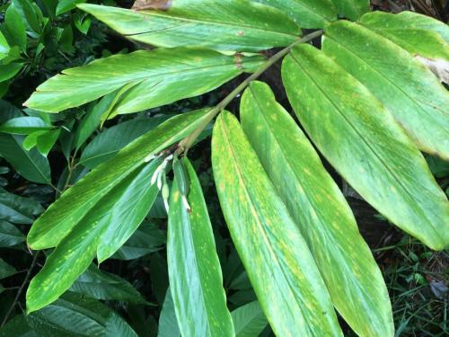 Pleated Ginger (Alpinia arctiflora)