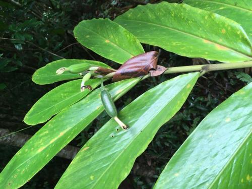 Pleated Ginger (Alpinia arctiflora) 