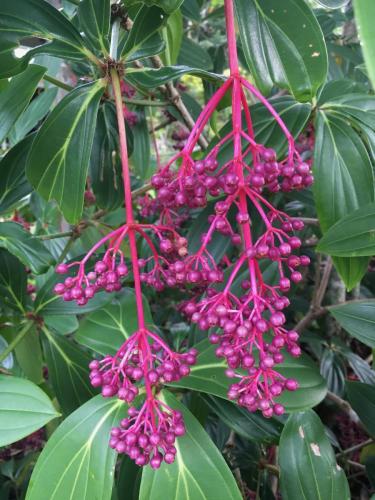 Medinilla myriantha