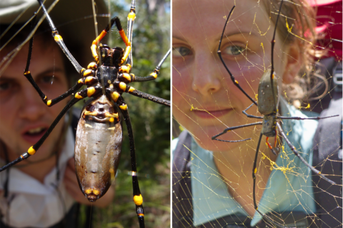 Golden Orb Spider (Nephila pilipes)