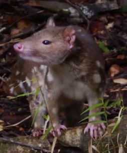 Northern spotted-tailed quoll (Dasyurus maculata gracilis)